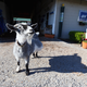 Illustration for article titled Will Goats Recover From iThe Witch/i? Yes.
